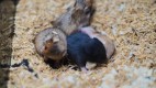 hamsterkita.png