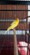 AM Canary