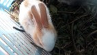 Rys rabbitry
