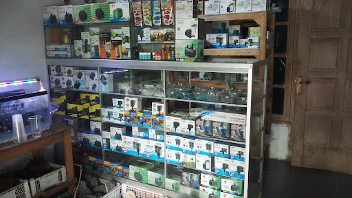 Griya Aquarium & Ikan Hias.