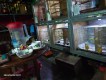 Barokah Canary Breeding