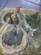 Pusat Burung Ponorogo Agus