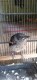 Oyabun Bird Farm
