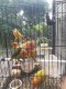 Padel Bird Farm