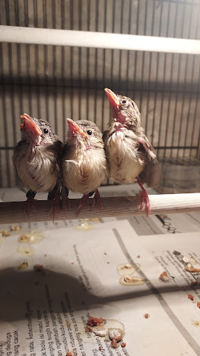 Telor Bird Farm