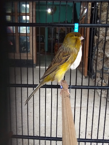 Bildza Canary Bird Farm (BILDZA CBF)