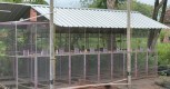 Gallar Bird Farm