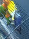 Kirana Bird Farm