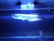 Ramening fish
