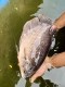 RESTIM FISH