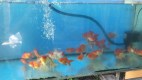 Fauzan ikan Ponorogo