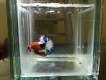 House Betta Store (ikan cupang)