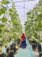 TamanIdjo Farm Greenhouse