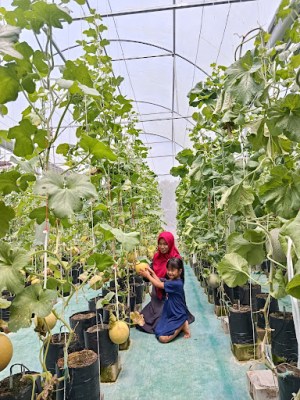 TamanIdjo Farm Greenhouse