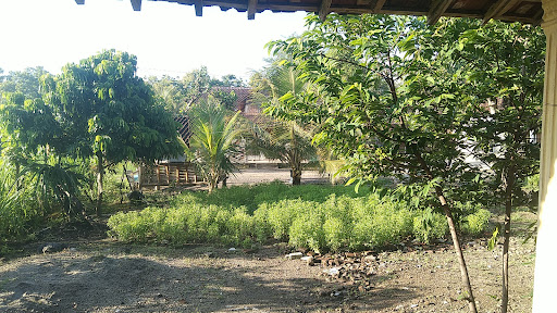 Oasis Indo Farm