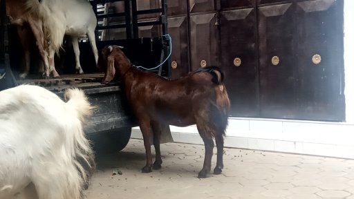 Klareta farm ponorogo