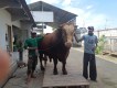 hari farm