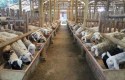 situm farm