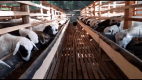 Hanania farm