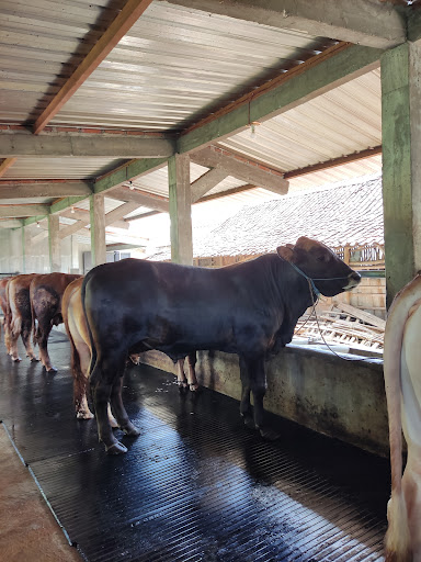 BERKAH DIVA FARM