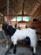 Al Khalifi Farm breeding & milking