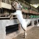Andika jaya Farm