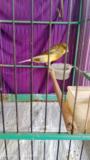 Kandang Serakung Kenari
