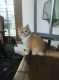 molly cat