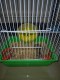 Rumah hamster desa gajah