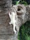 Reog sugar glider Ponorogo