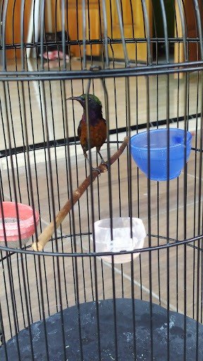 kios roma jual beli burung
