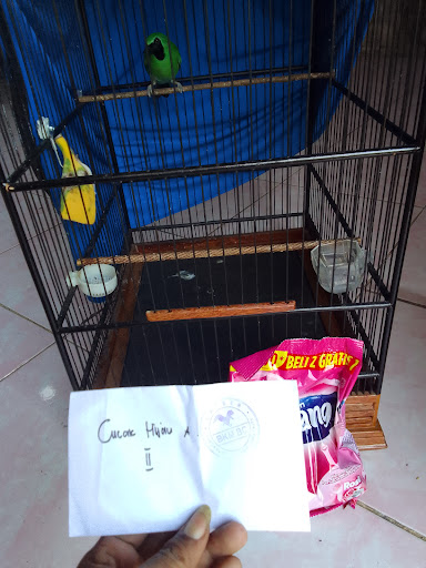 Bagus birds