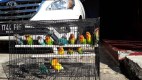 YN Bird Fish FARM