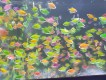 Sahabat Fish