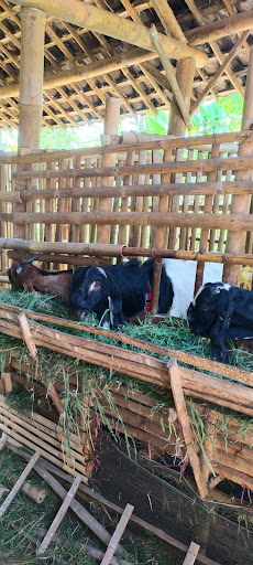 Kandng anyar farm ponorogo