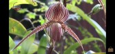 Grape Orchid Farm