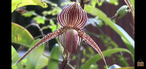 Grape Orchid Farm