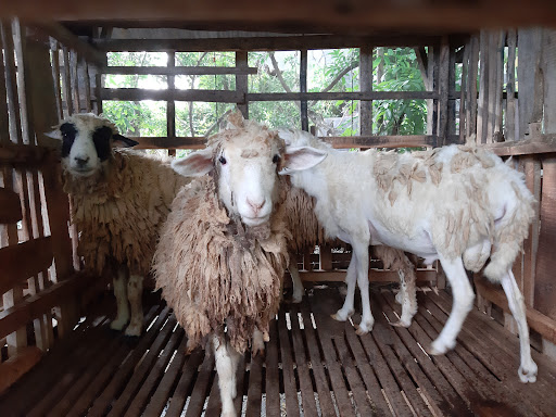 Purwa Farm
