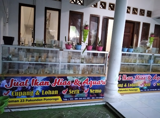 Ikan hias anoman ponorogo