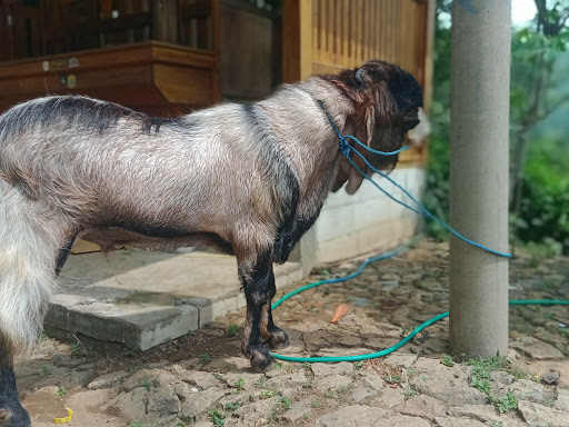 KANDANG BERNARD FARM