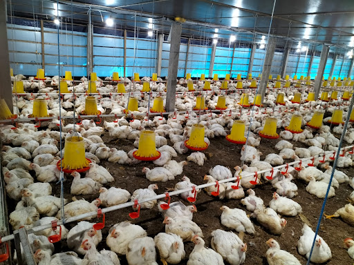 Zahaby Farm