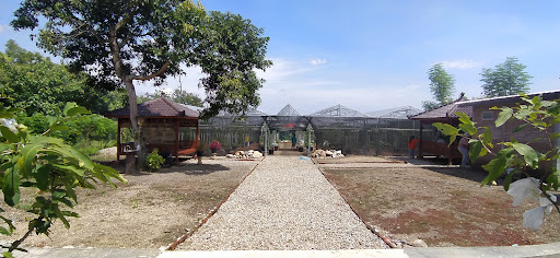 Wisata Edukasi dan Angkringan Kebun Anggur Mas Ari Ponorogo