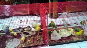 Pasar Burung dan Satwa