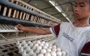 Jual Telur Ayam Kampung