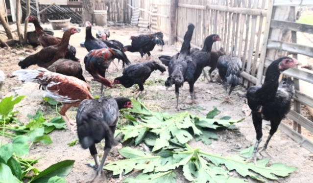 Ternak Ayam Kampung