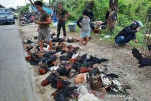 Penjual Ayam kampung & mentok