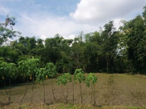 Candra Surya Abadi Pabrik