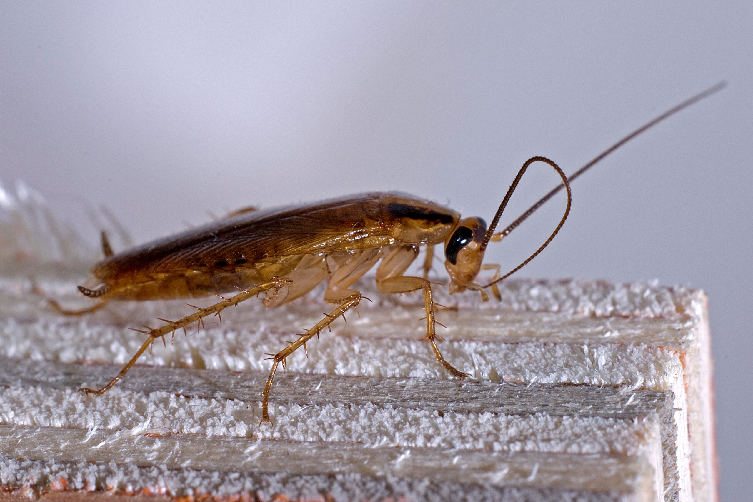 Como acabar com baratinhas francesas
