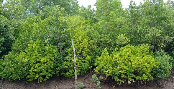 Desa Teluk Adang, Dukung Penurunan Emisi Walaupun Berada di Cagar Alam |  PosKaltim.id
