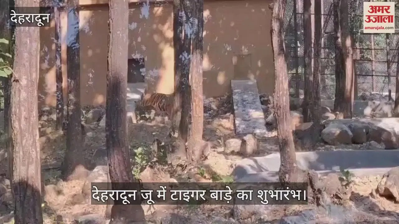 Video : Tourist Can See Two Tigers In Dehradun Zoo Also Now – Amar Ujala Hindi News Live